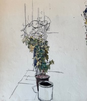 Study of Trailing English ivy...