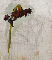 Study of a Sunflower, circa 1940