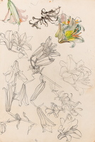 Lily heads and stems, 1950s