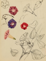 Study of Nasturcians