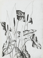 Arrum Lilies