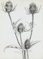 Thistles