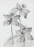 Plant study