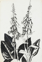 Foxgloves