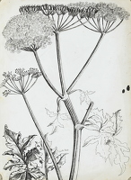 Cow Parsnips