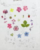 Study of cottage garden flowers