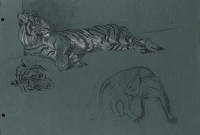 Study of a Tiger