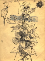Nelianthus Soleil d'or, circa 1950