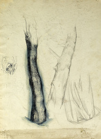 Sheet of studies - tree trunk...