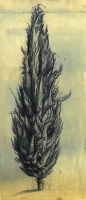 Cyprus Tree