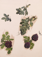 Lenten Roses