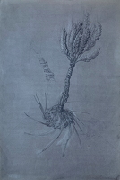 Study for The Legend of Ceres
