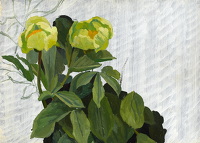 Peonies, circa 1950