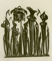 Trillium (BPL 522)
