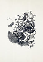 Tobacco flowers (Nicotiana) with moths