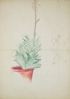 Study of Haworthia Attenuata
