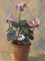 Cyclamen in a pot, c. 1950