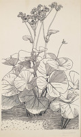 Senecio Chirorum, circa 1937