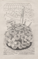 Study of Oxalis adenophylla for page...