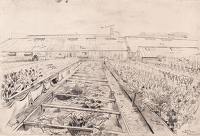 Study for vegetable cultivation at...