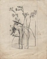 Studies of Gladiolus tristis for...