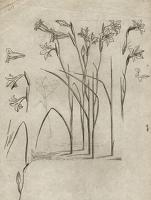 Studies of Gladiolus tristis for...