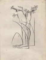 Studies of Gladiolus tristis for...