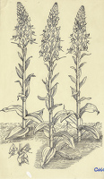 Veronica Gentianoides