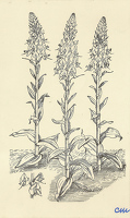 Veronica gentianoides