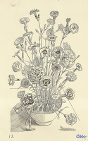 Dianthus Plumarius