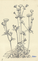 Astrantia Major