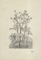 Angelica Archangelica