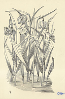 Fritillaria Meleagris