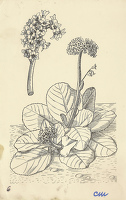 Bergenia (Megasea) Crassifolia