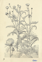 Centaurea