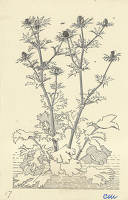 Eryngium Violetta
