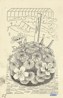Oxalis adenophylla