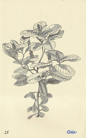 Phytoplacca decandra