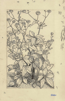 Ranunculus aconitifolius fl. pl.
