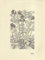 Dicentra Exima