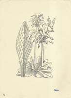Dodecatheon Meadia