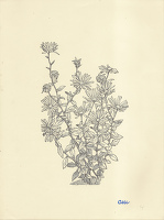 Aster Thomsoni