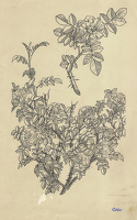 Rosa (old roses)