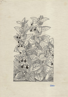 Melittis Melissophyllum