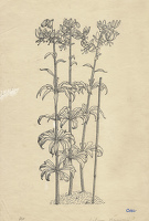 Lilium Hansoni
