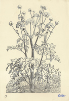 Angelica Archangelica