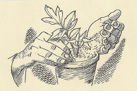 Astrantia Major