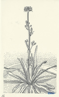 Eryngium Agavifolium