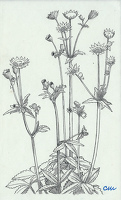 Astrantia major