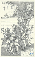 Platycodon grandiflorum Mariesii